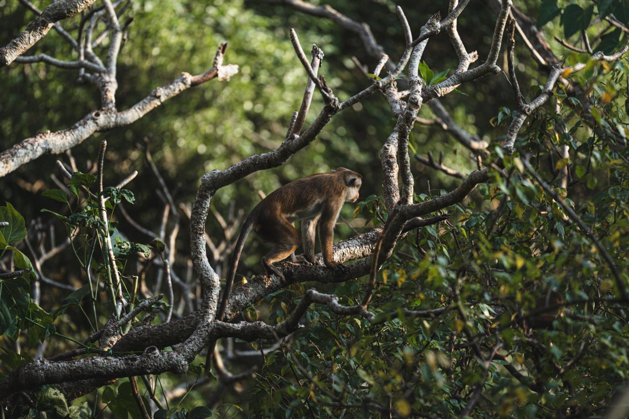 Sundaras Sigiriya Jungles Caves Resort ダンブッラ エクステリア 写真