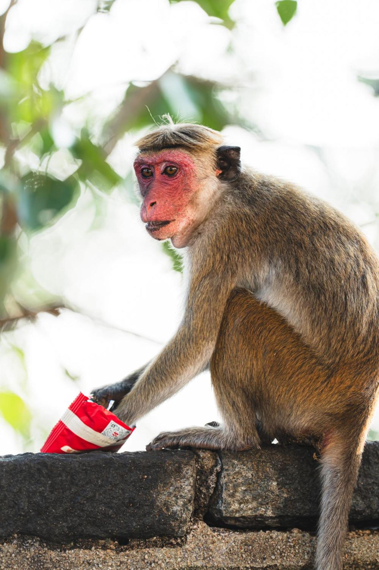 Sundaras Sigiriya Jungles Caves Resort ダンブッラ エクステリア 写真